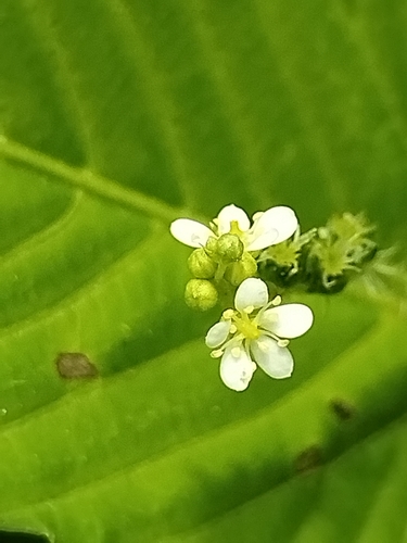 Sacatrapo (Caperonia palustris)