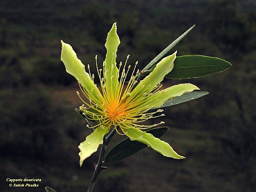 Capparis divaricata: Image taken in Western ghats near Pune , India