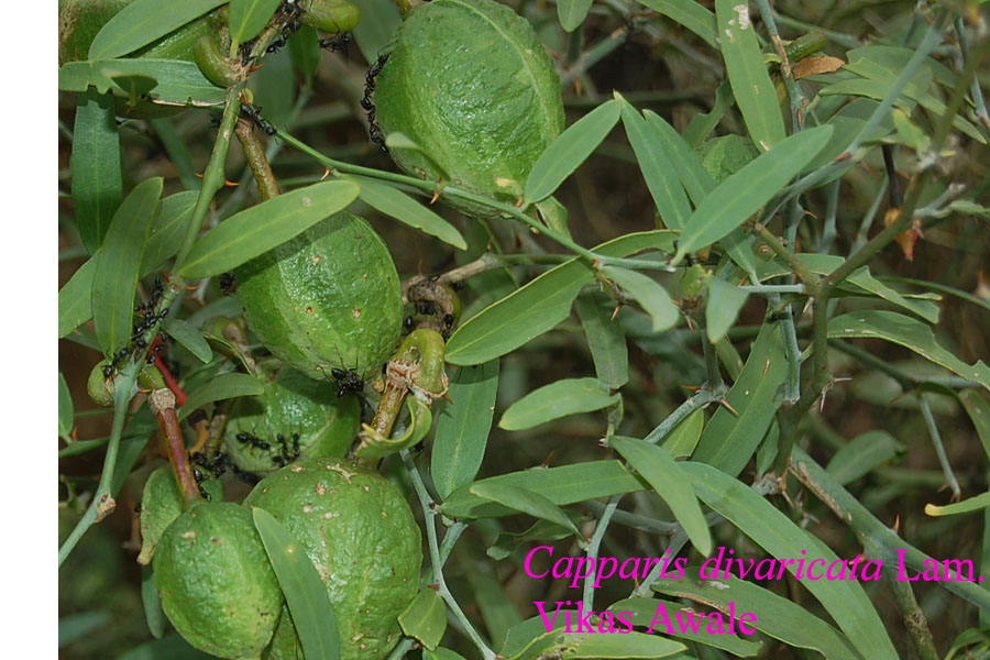 Capparis divaricata: Capparis divaricata Lamk. Large , much branched shrubs or small trees ; branchlets tomentose . Stipular spines curved . Leaves elliptic to linear – lanceolate,