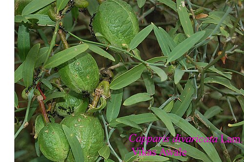 Capparis divaricata: Capparis divaricata Lamk. Large , much branched shrubs or small trees ; branchlets tomentose . Stipular spines curved . Leaves elliptic to linear – lanceolate,