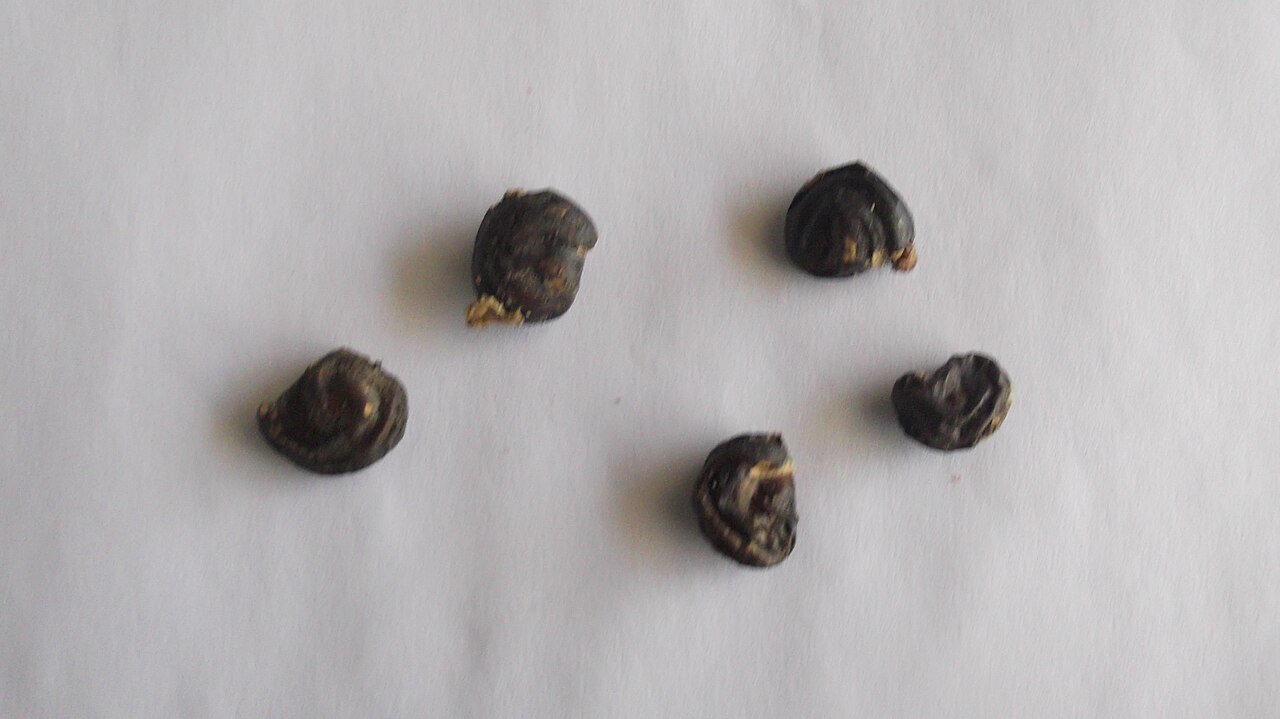 Capparis divaricata: Seeds.