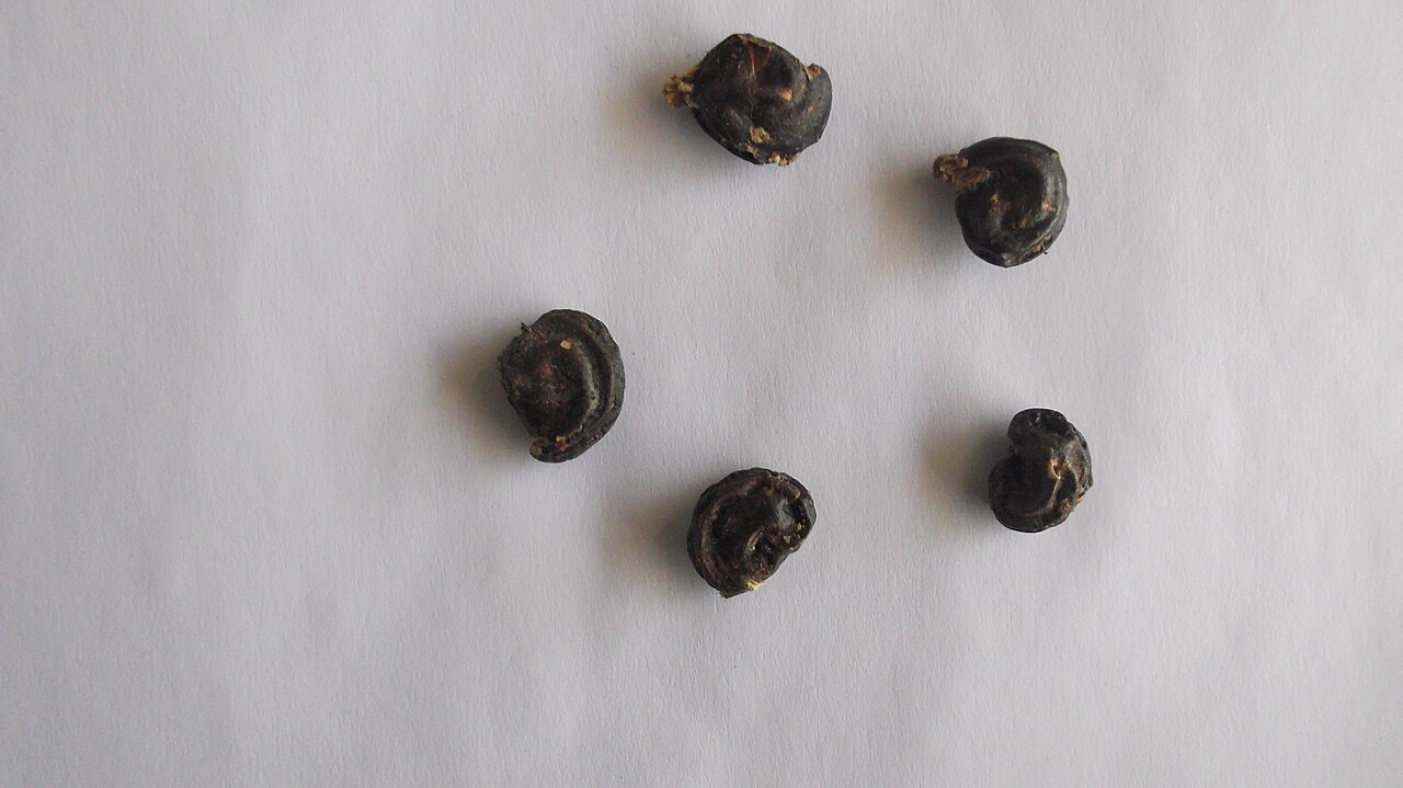 Capparis divaricata: Seeds.