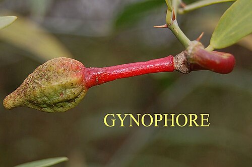 Capparis divaricata: Capparis divaricata Lamk. Large , much branched shrubs or small trees ; branchlets tomentose . Stipular spines curved . Leaves elliptic to linear – lanceolate,