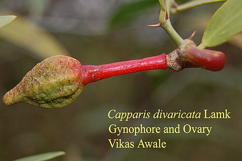 Capparis divaricata: Capparis divaricata Lamk. Large , much branched shrubs or small trees ; branchlets tomentose . Stipular spines curved . Leaves elliptic to linear – lanceolate,
