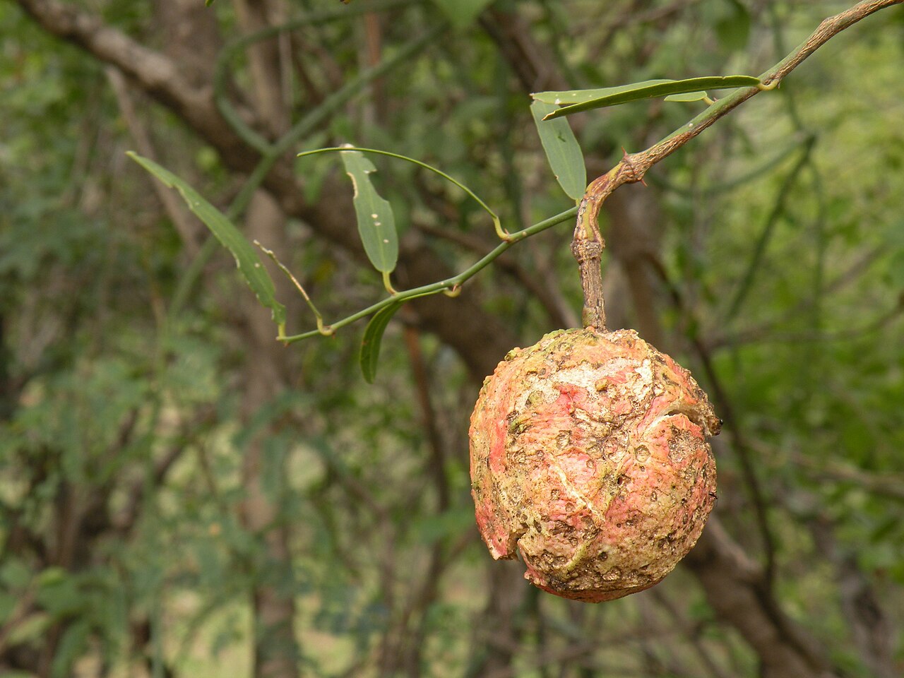 Capparis divaricata: Round fruits of Capparis divaricata