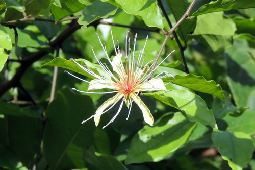 Capparis erythrocarpos (Capparis erythrocarpos)