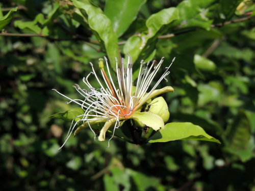 Capparis erythrocarpos (Capparis erythrocarpos)