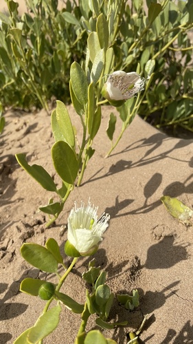Namib caperbush (Capparis hereroensis)