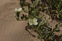 Namib caperbush (Capparis hereroensis)