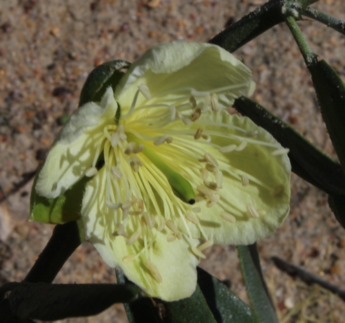 Namib caperbush (Capparis hereroensis)