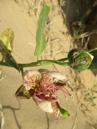Namib caperbush (Capparis hereroensis)
