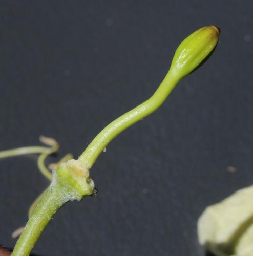 Namib caperbush (Capparis hereroensis)