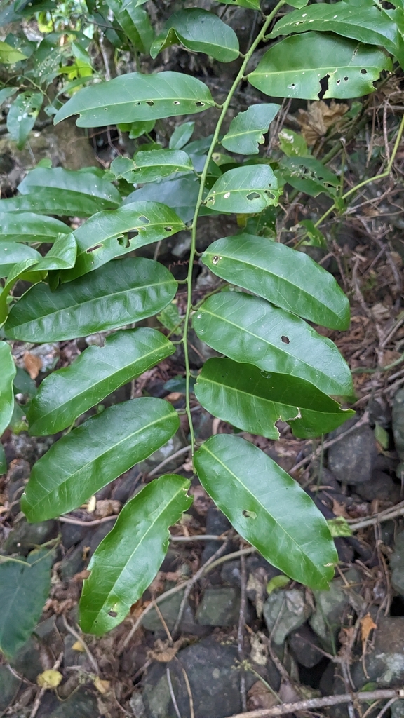 Capparis lanceolaris (Capparis lanceolaris)