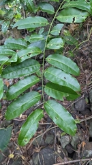 Capparis lanceolaris (Capparis lanceolaris)