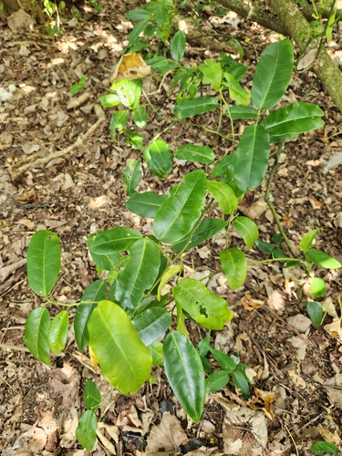 Capparis lanceolaris (Capparis lanceolaris)