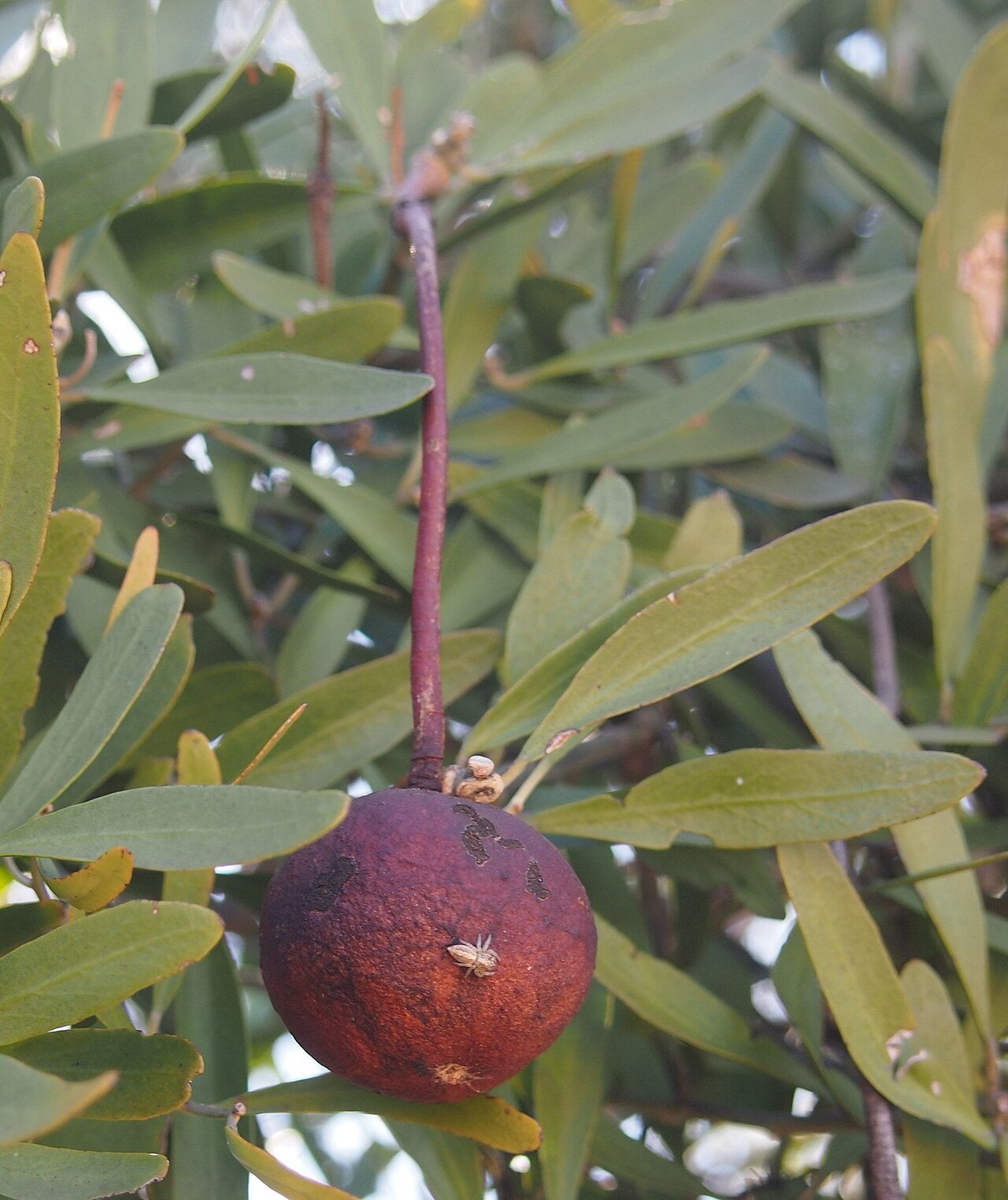Capparis loranthifolia: Capparis loranthifolia fruit