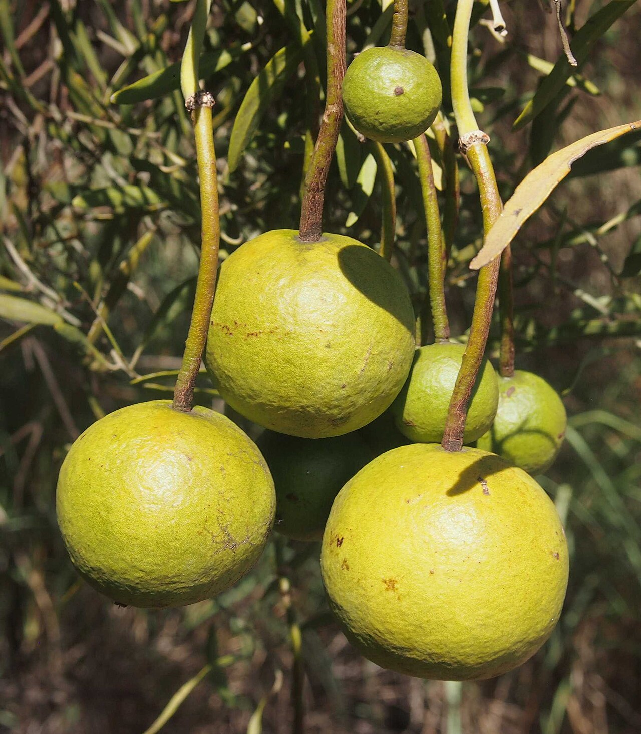 Capparis loranthifolia: Capparis loranthifolia fruit