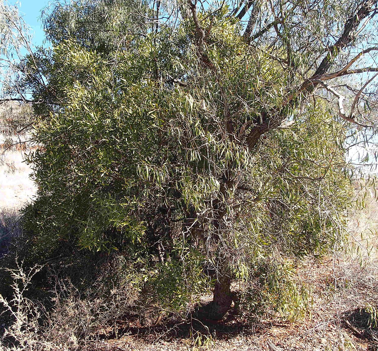 Capparis loranthifolia: Capparis loranthifolia