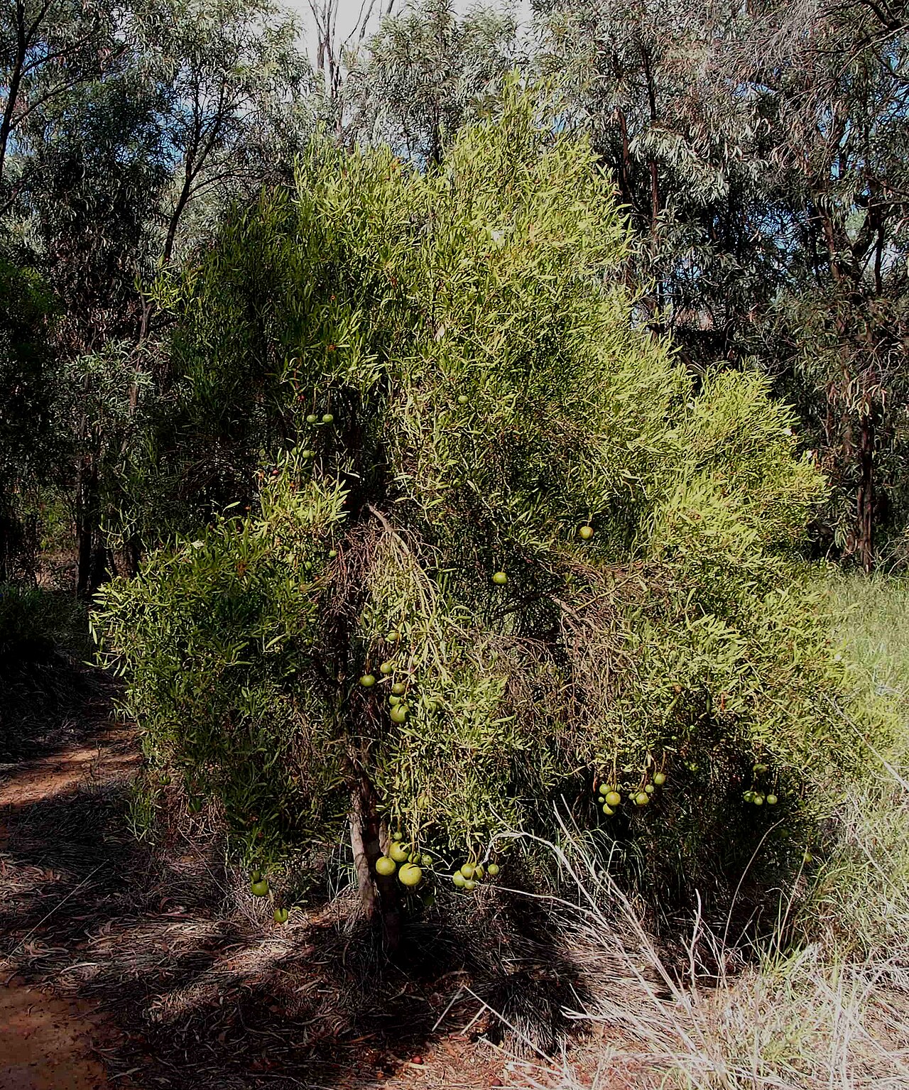 Capparis loranthifolia: Capparis loranthifolia