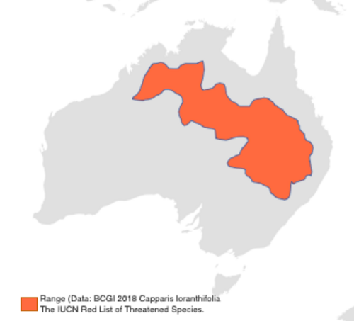 Capparis loranthifolia: Distribution of Capparis loranthifolia