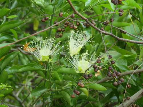 Capparis lucida (Capparis lucida)