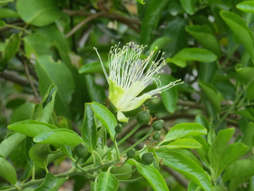 Capparis lucida (Capparis lucida)