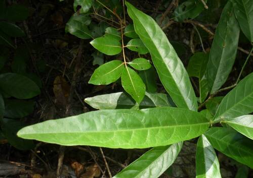 Capparis micrantha (Capparis micrantha)