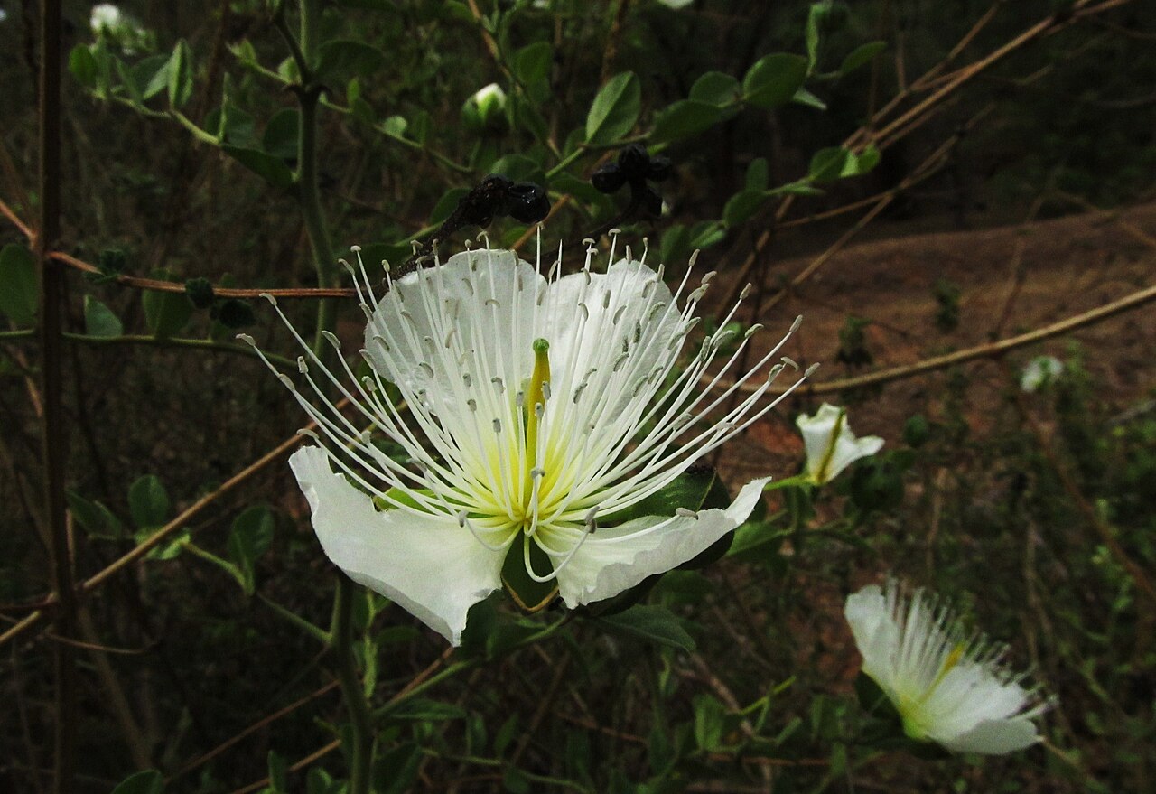 Capparis moonii: Large Caper is the largest flower among all capers, and it is strikingly beautiful. It is a climbing shrub, 3-5 m high. It has thick erect stems. Trailing branc