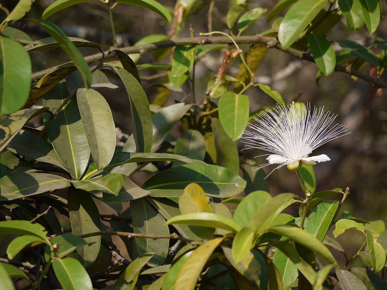 Capparis moonii: Capparis moonii