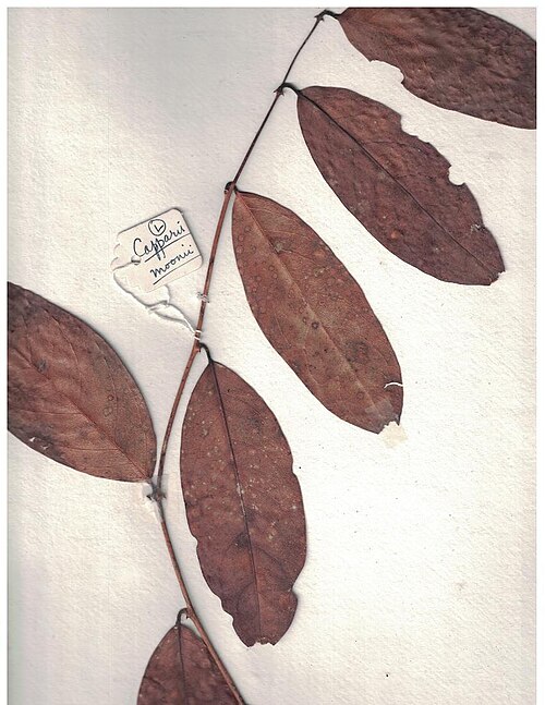 Capparis moonii: Herbarium scans from the Anamalai Hills