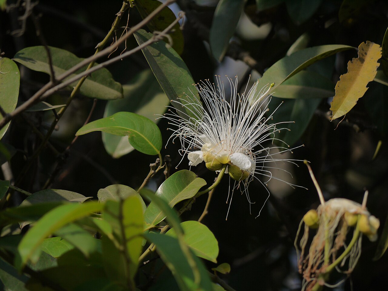 Capparis moonii: Capparis moonii