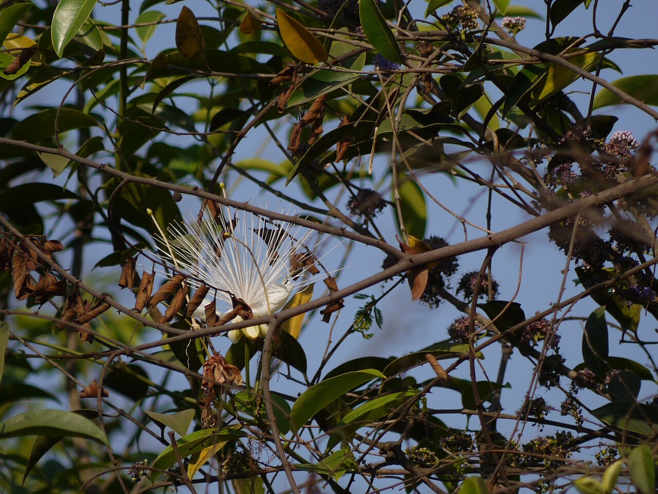 Capparis moonii: Capparis moonii