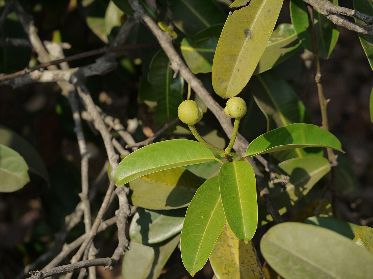 Capparis moonii: Capparis moonii