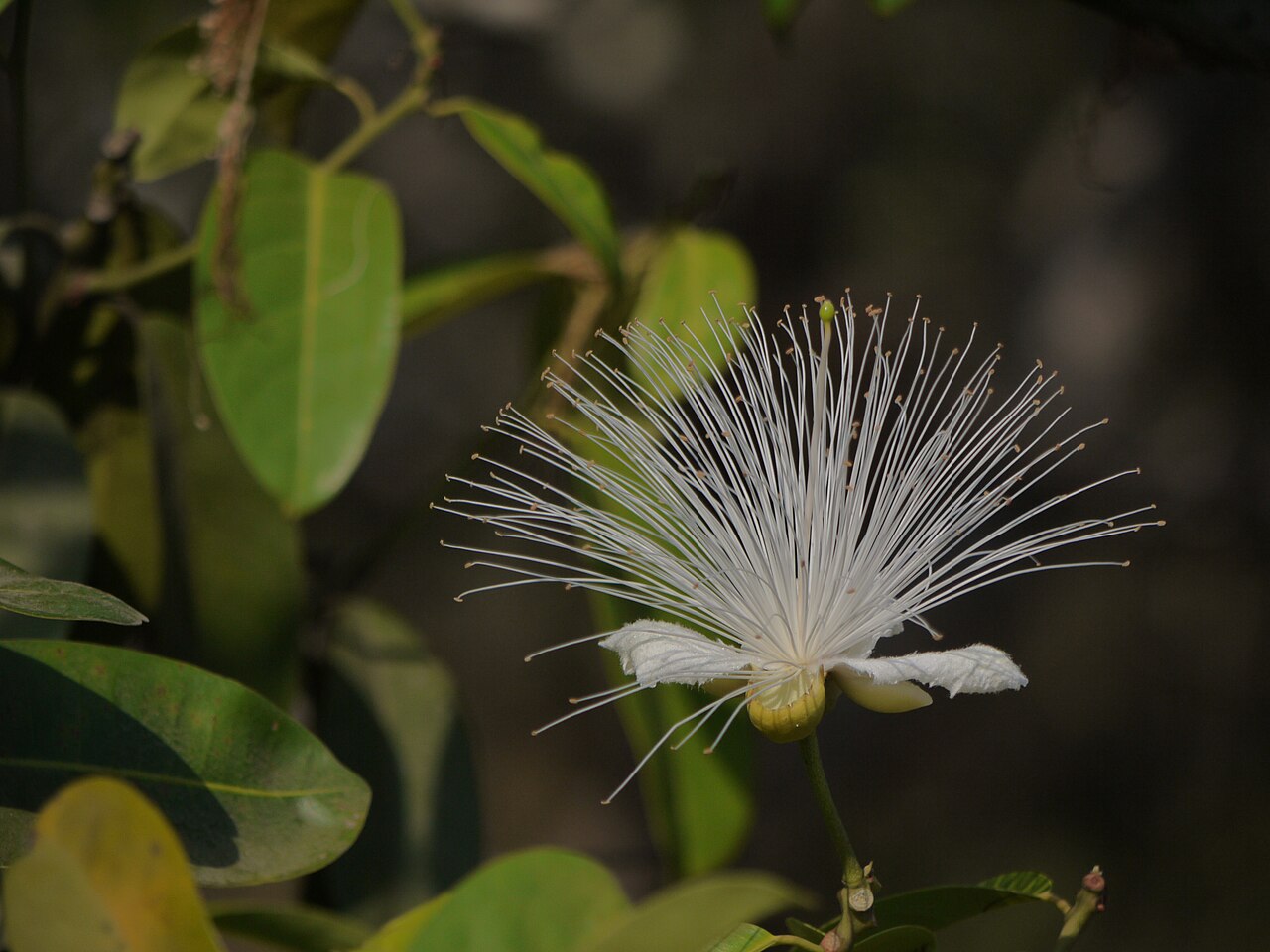 Capparis moonii: Capparis moonii