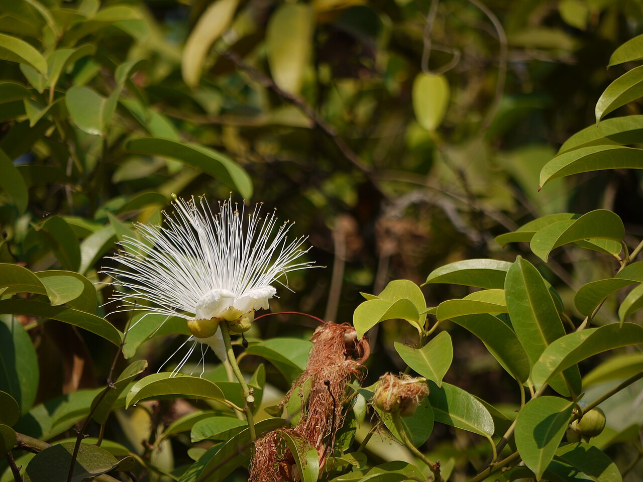 Capparis moonii: Capparis moonii