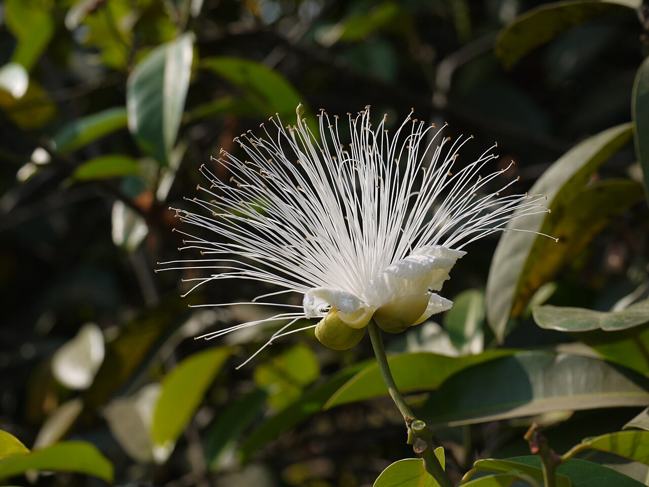Capparis moonii: Capparis moonii