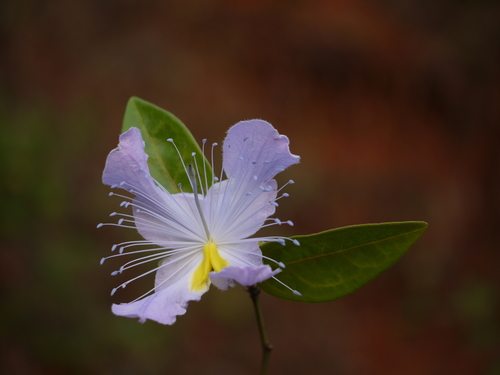 Caper (Capparis rheedei)
