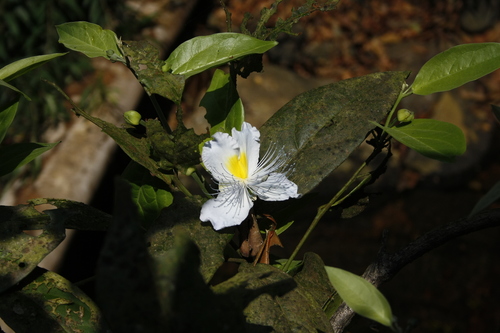 Caper (Capparis rheedei)