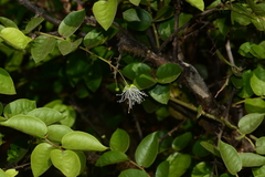 Capparis rotundifolia (Capparis rotundifolia)