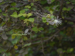 Capparis rotundifolia (Capparis rotundifolia)