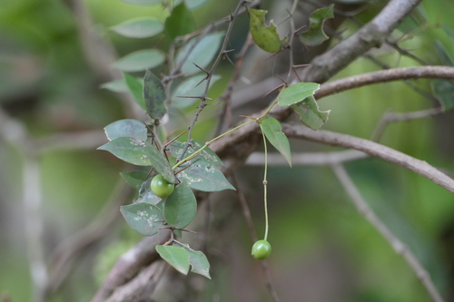 Capparis rotundifolia (Capparis rotundifolia)