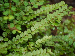 Capparis rotundifolia (Capparis rotundifolia)