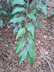 Capparis sabiifolia (Capparis sabiifolia)