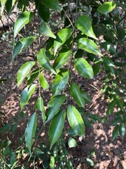 Capparis sabiifolia (Capparis sabiifolia)