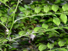 Capparis sabiifolia (Capparis sabiifolia)