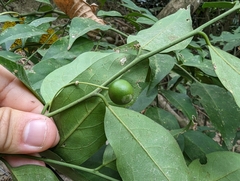 Capparis sabiifolia (Capparis sabiifolia)