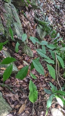 Capparis sabiifolia (Capparis sabiifolia)