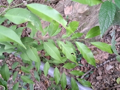Capparis sabiifolia (Capparis sabiifolia)