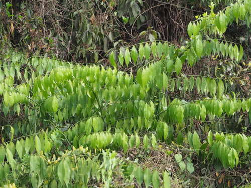 Capparis sabiifolia (Capparis sabiifolia)