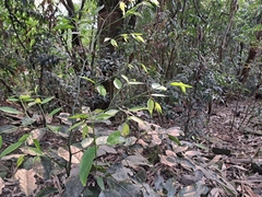 Capparis sabiifolia (Capparis sabiifolia)